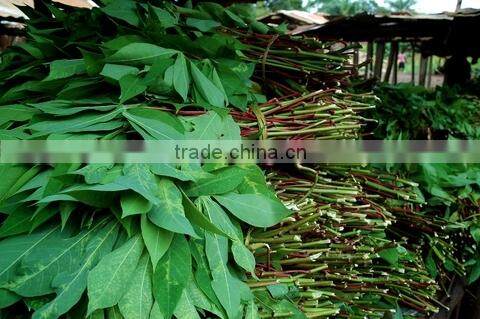 Frozen Cassava Leaf /Frozen cassava Leaves
