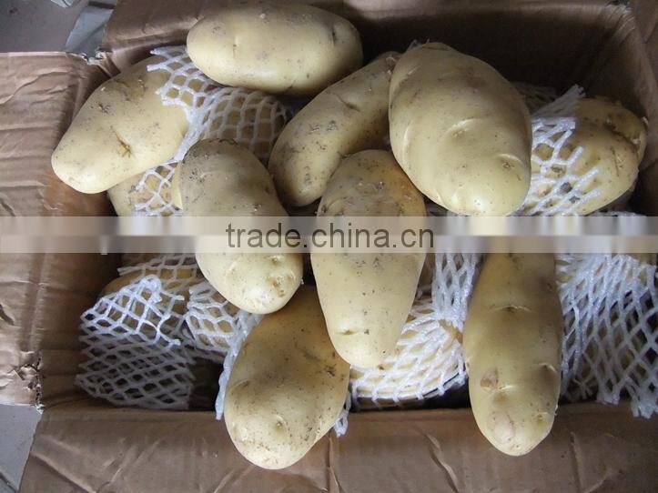 2015 new crop fresh potato for export from China