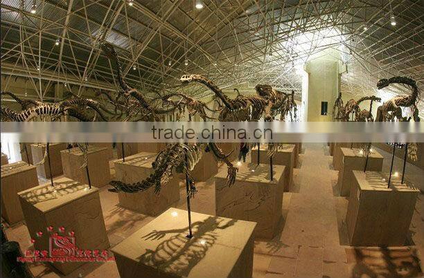 Museum quality Dinosaur Skeleton Replicas Fossil