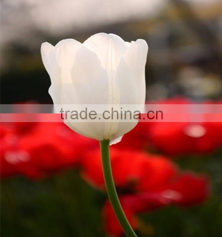 2016 high quality beautiful cut white tulip flower from kunming