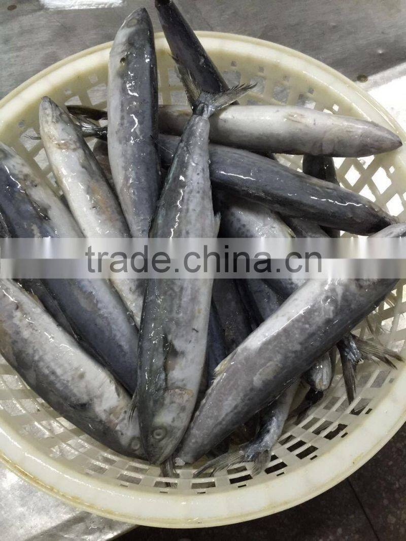 Fresh Frozen Sea Fish Spanish Mackerel For Market
