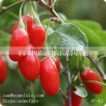 HACCP & ISO hot sell and top quality new harvest Ningxia dried goji berry in China