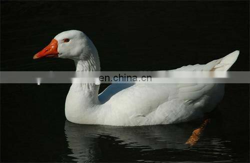 White Washed Down Feather