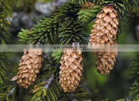 Best quality pine cone sheller with pine nut threshing machine Farm machinery thresher machine good automatic pine nut sheller