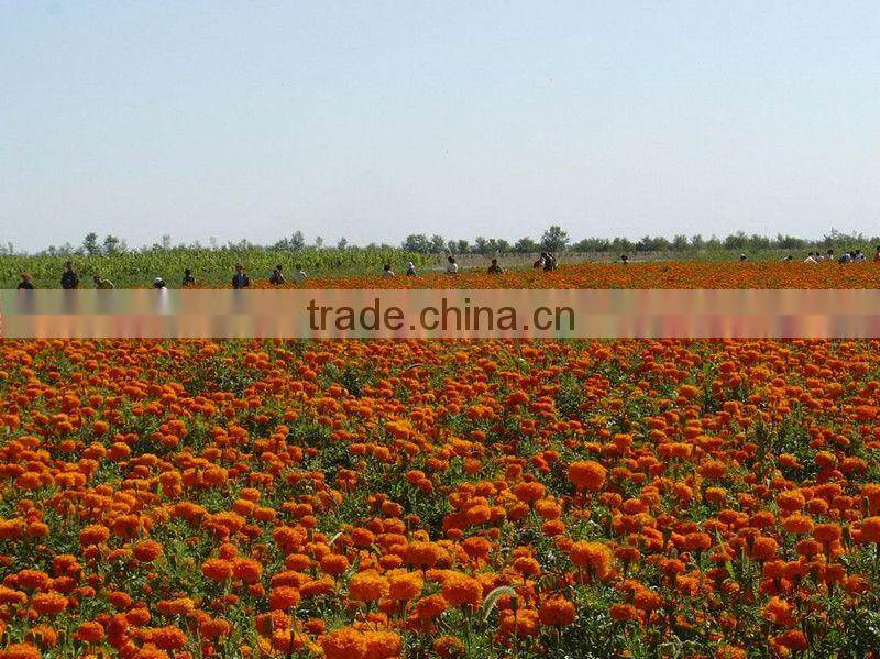 Marigold Extract/Lutein Powder 2%