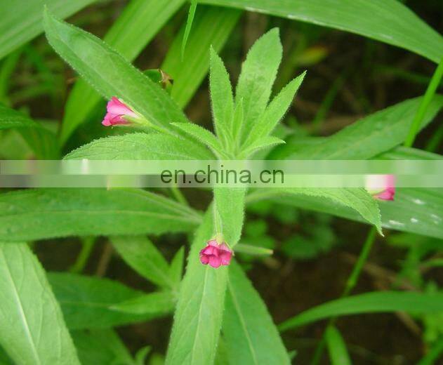 Epilobium Parviflorum Extract, Epilobium Parviflorum Extract Powder, Epilobium Parviflorum P.E.