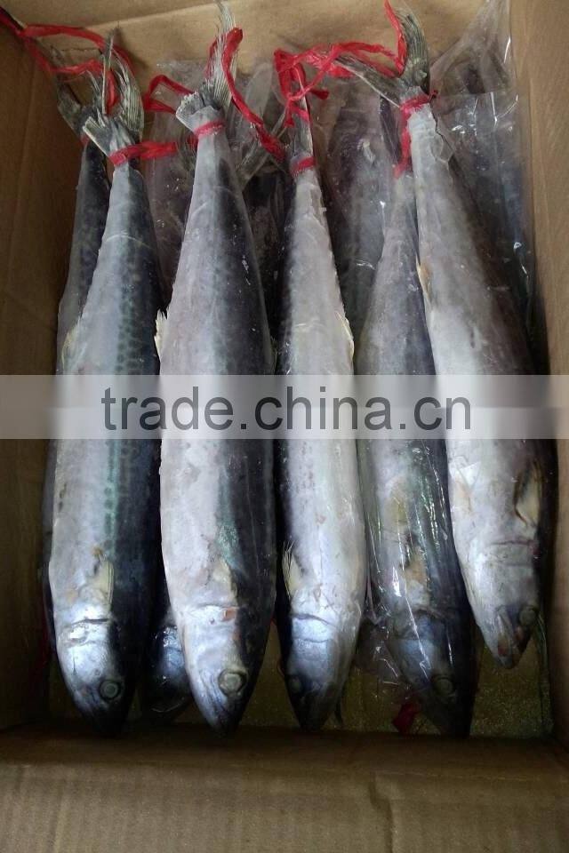 Cheap Wholesale Frozen Mackerel Spanish mackerel