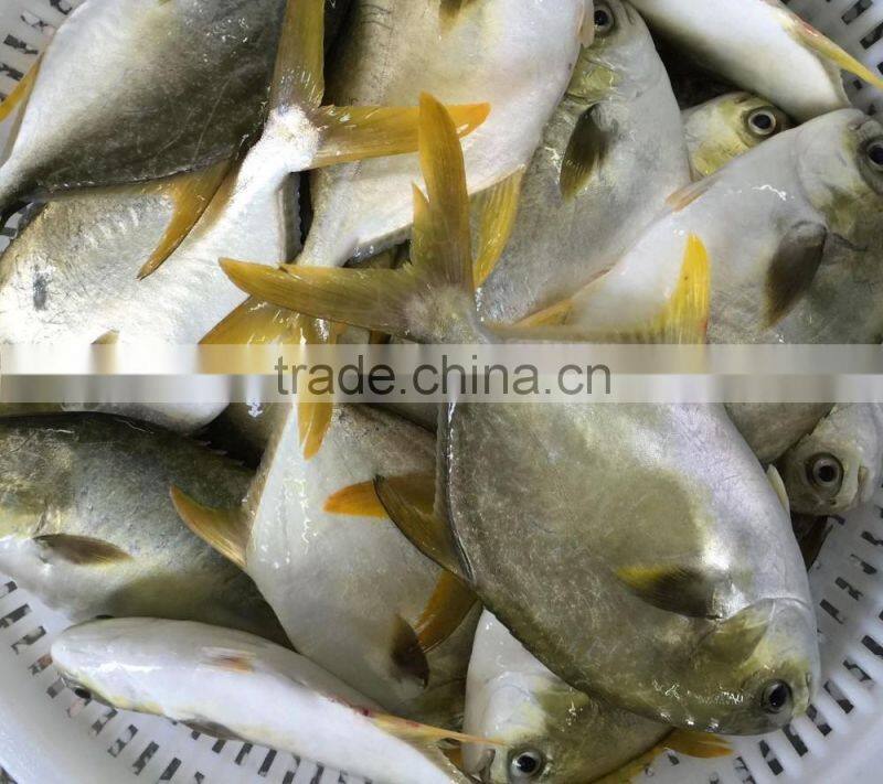 best selling products wholesale frozen fish golden pompano pomfret