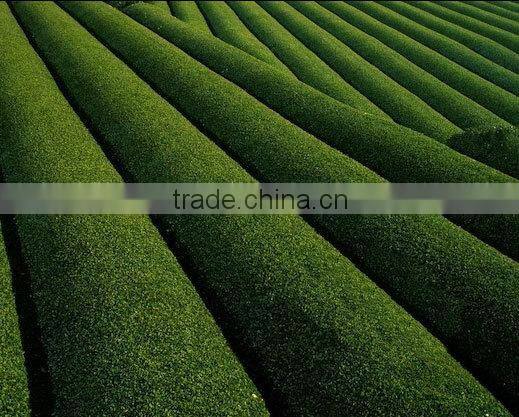 Premium benefit of green tea at reasonable prices