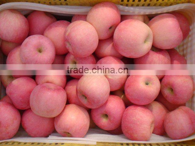 sweet and crisp Fuji Apple