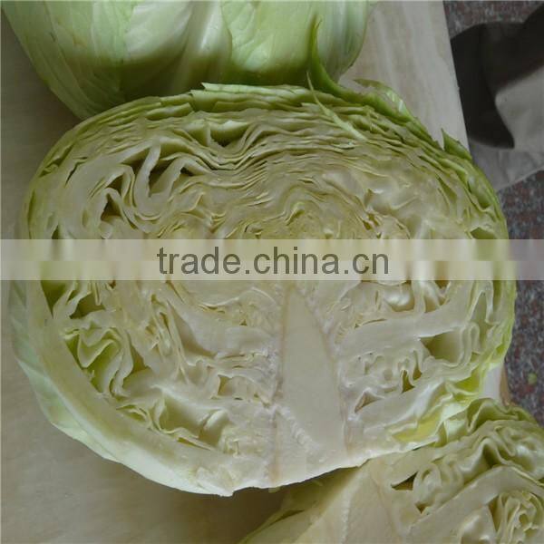 Fresh Chinese long cabbage for export