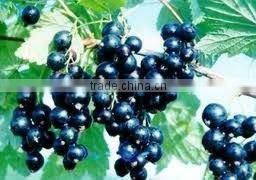BNP Natural 95% Piperine Black Currant Extract Powder