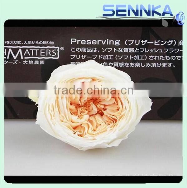 Import China Preserved Flowers Preserved Austin Rose Wholesale