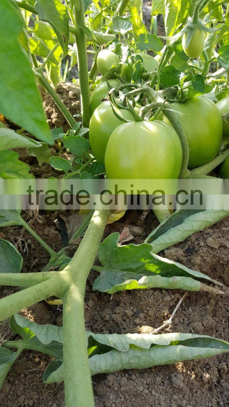 ROCKY F1 Hybrid Tomato Seeds