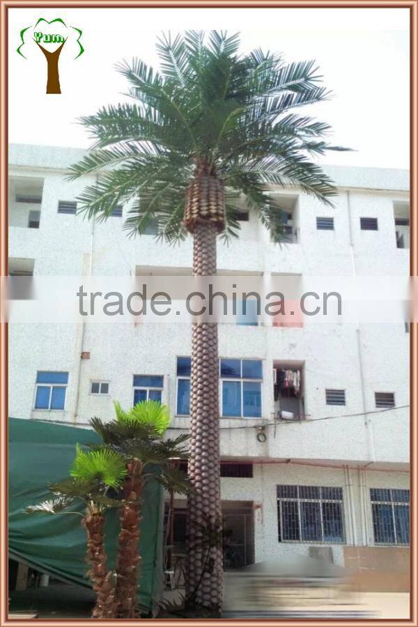 outdoor canary date palm tree for landscape