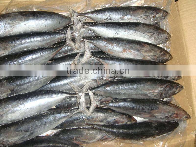 frozen bonito 100-200g (BQF)