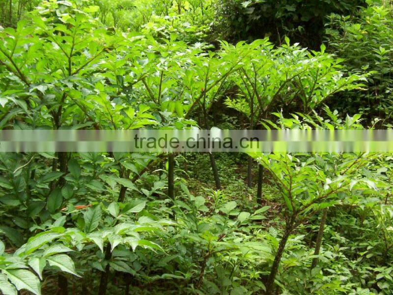 Diabetes noodles slim vegan diet food konjac fettuccine noodles