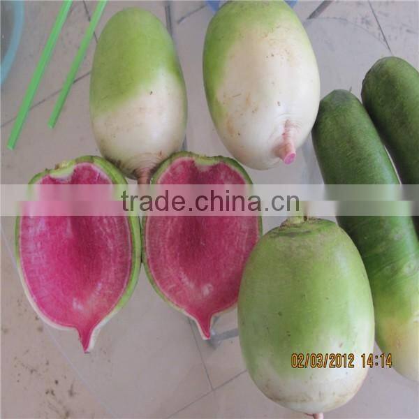 Fresh radish to Canada from Chinese factory