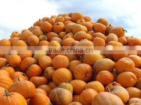 Pumpkin seed oil with high fatty acids more than 85%