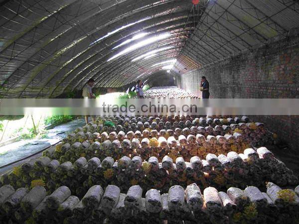 best quality and professional mushroom bag filling machine