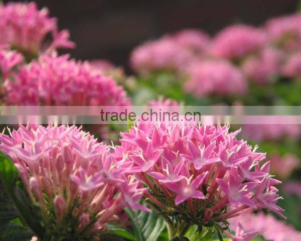 GMP manufacture supply high quality Rhodiola rosea extract 3% 5% rosavins for supplement for capsule