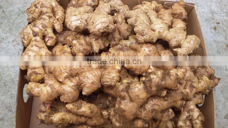 Fresh Ginger high quality from Vietnam