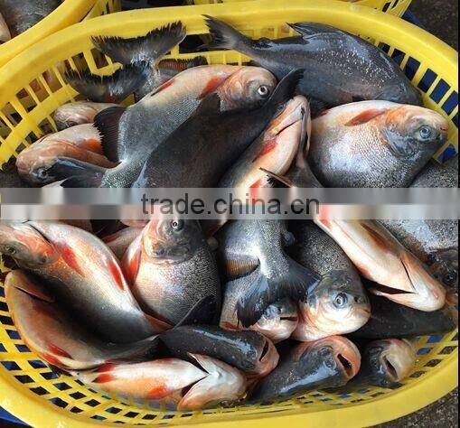 2016 Chinese frozen pomfret delicious tasty
