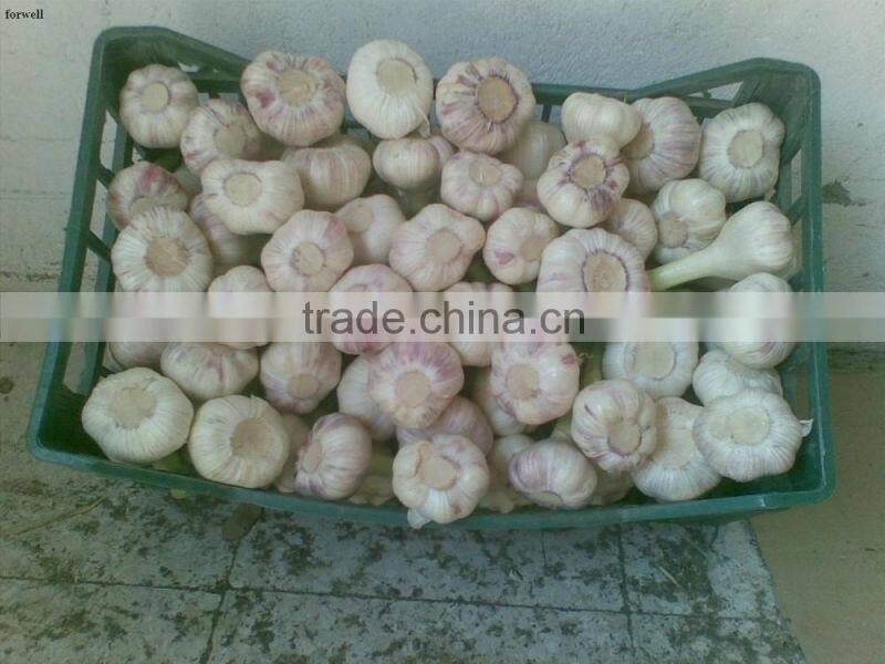 wholesale garlic 2017Hot sale Egyptian fresh garlic (Red, White) for export
