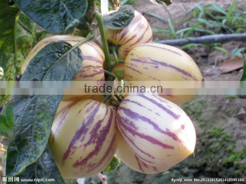 Hybrid F1 Solanum muricatum Pepino Cucumber Seeds For Planting