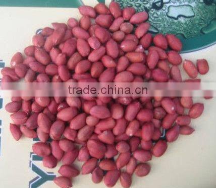 New crop chinese red skin peanut kernels