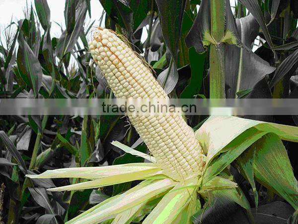MCO05 Nuo high production sweet corn seeds hybrid, waxy corn seeds