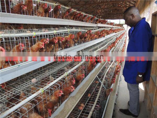 TAIYU Chicken Cages for Kenya Hen Farm (Local agent, whole year stock, visit customers every year)