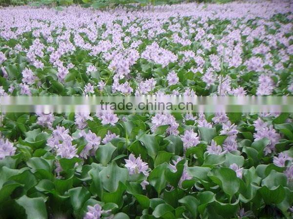 S&D outdoor fiberglass water hyacinth hand woven black tall square planter decorative garden stone flower pot