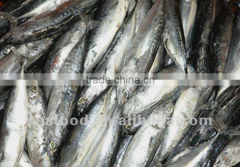 Frozen bonito fish with cheap price