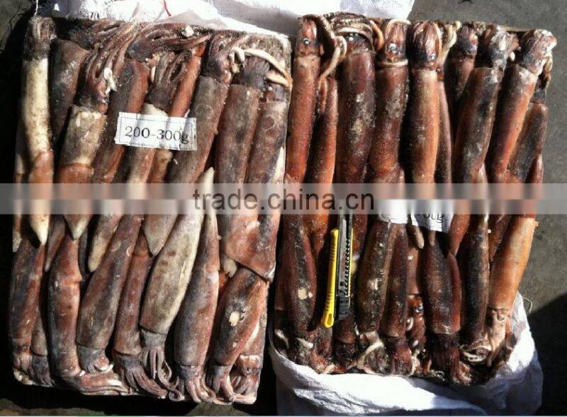 200-300g Frozen Illex Squid