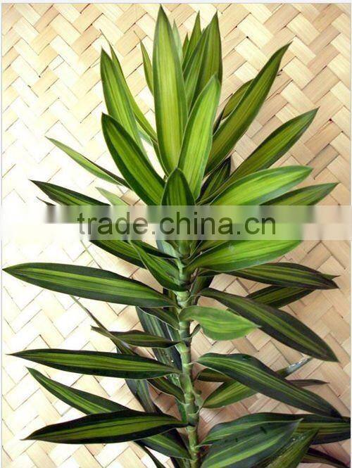Thailand Top Quality F-001 Philodrodren Foliage