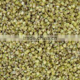 Green millet organic