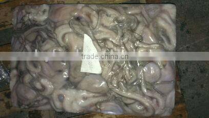 Frozen Long-legged Octopus