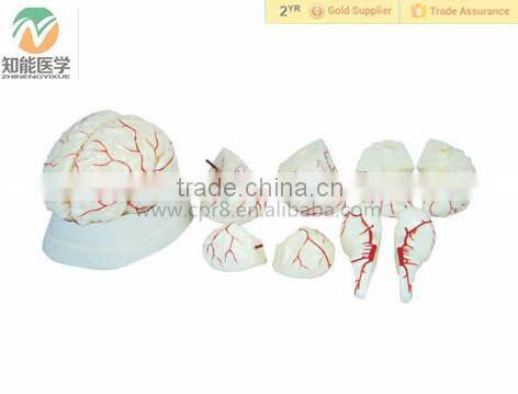Human Brain with Arteries Anatomical Medical brain Model