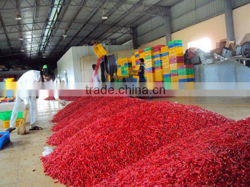 Fresh big red chilli/ Vietnam red chili