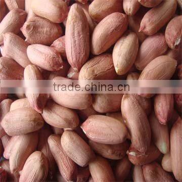 Peanut kernels