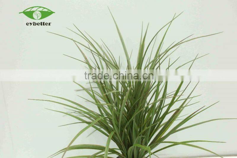 hot selling narture green bonsai plants wholesale for garden decoration