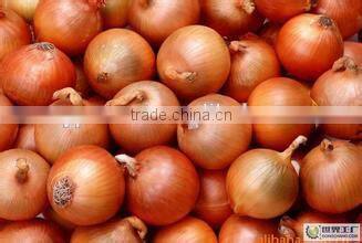export onion