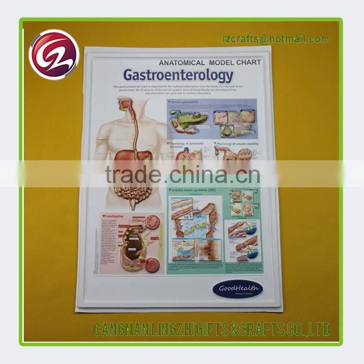 China wholesale pvc medical chart