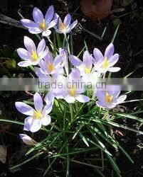 Rosemary Oil for Hair Loss