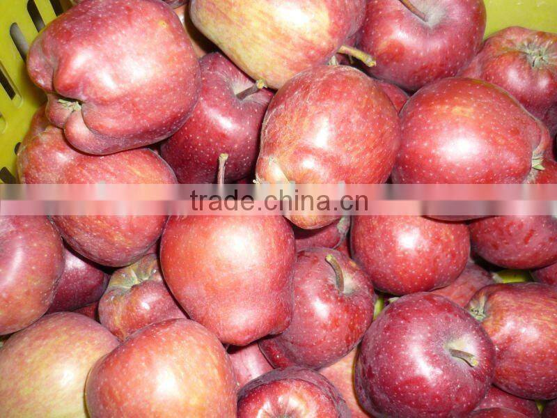fresh red delicious apple 2015