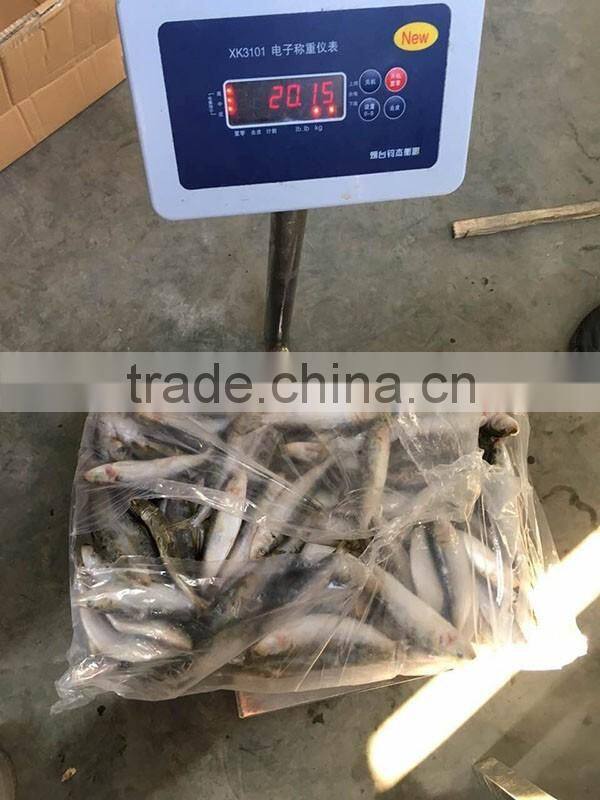 Good quality sardine light catch size 7/8 per kg