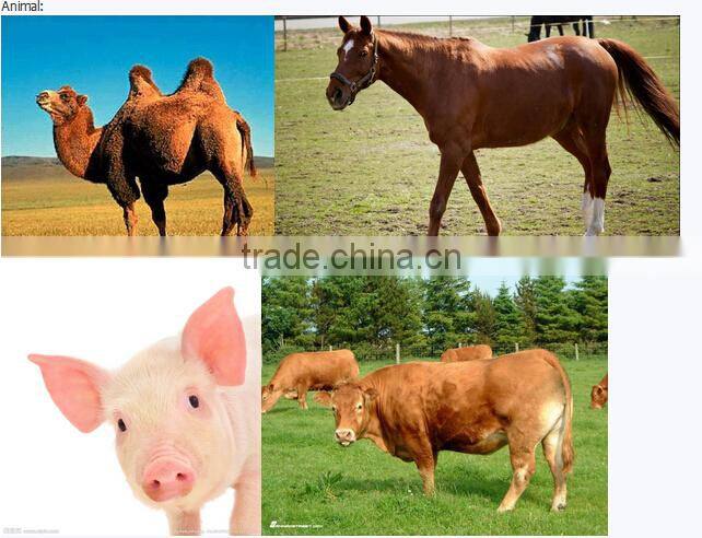 Mini Veterinary/vet Ultrasound Machine V8 for animal