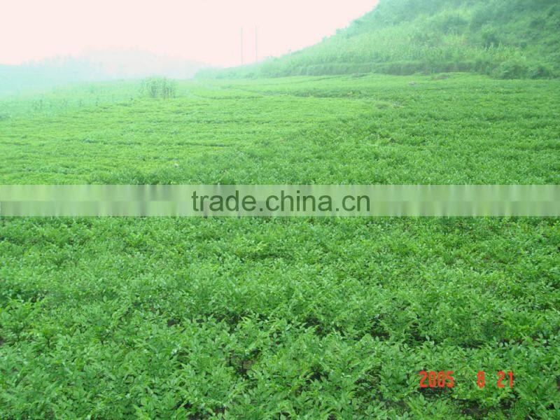 Konjac gum base huge konjac plantng area owned natural addtive