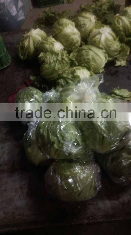 zhangbei Lettuce